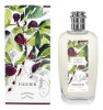 Fragonard L'Herbier Figuier