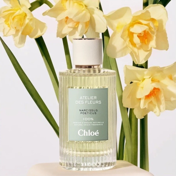 Chloe Narcissus Poeticus